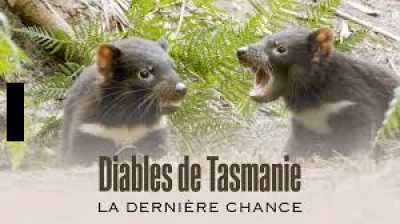 Diables de Tasmanie, la dernière chance