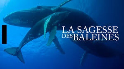 La sagesse des baleines