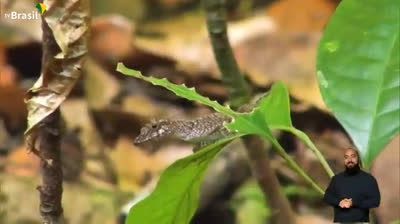 Amazonia, Reiqueza do nosso Bioma