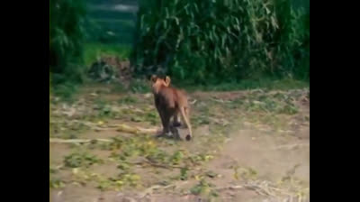 Nata Libera  elsa la leonessa 1974 06 Il Consiglio Degli Anziani