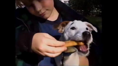 Babies dogs and farm