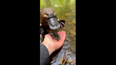 ornitorrinco e filhote