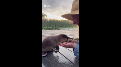 ORNITORRINCO E FILHOTE