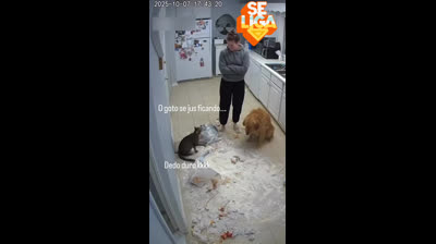 GATO ENTRAGA CACHORRO QUE FEZ TITIKA !!!