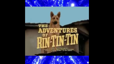 Rintintin (The Adventures of Rin Tin Tin)