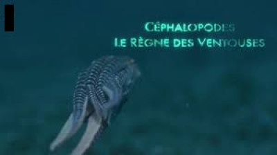 Céphalopodes le règne des ventouses