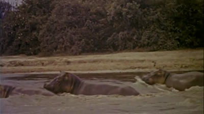 Tarzan, o Magnífico - Filme Completo para você assistir