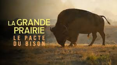 La grande prairie, le pacte du bison