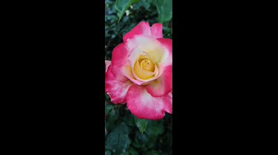 Bach ERBAME DICH harmonica guitare 001