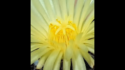 JS BACH AUS LIEBE..HARMONICA AND GUITARE 002