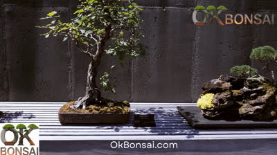 OKBonsai.com – La red social para amantes del bonsái | Únete a la comunidad bonsái