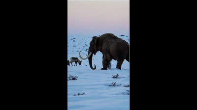 ENCONTRADO MAMUT LANUDO REAL