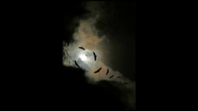 Sonate pour piano seul lades neffous 1211253