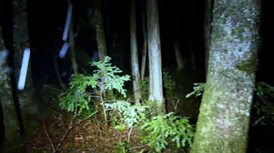 deus ex machina™ "Vas caminando por el bosque"