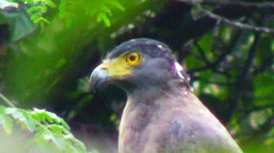 The Eagle of Sri Lanka | Majestic Sri Lankan Eagle Facts & Wildlife Secrets