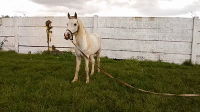 Novia Cumbianchera Que sola estoy sin vos canta Giselle Romina Castillo Vargas