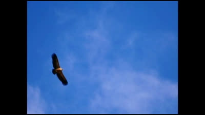 Sonate pour piano seul lades neffous 231125