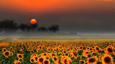 La course du lièvre à travers les champs  1972