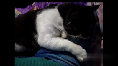 MIS HIJAS DE CUATRO PATAS (CANCION)