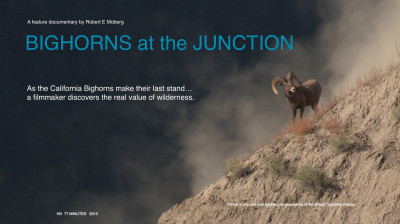 Bighorns at the Junction – carneiros-selvagens em um ponto natural de convergência – Documentário