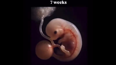 Si cuidas de un amimal y lo quieres porque  tienes que matar el derecjo de nacer de tu propio hijo?