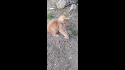 un tres cool beau chat