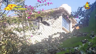 PEQUEÑOS INVASORES, @GOLDACELERIUX