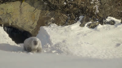 Serie Planete prehistorique saison 3 episode 1 ( VF )