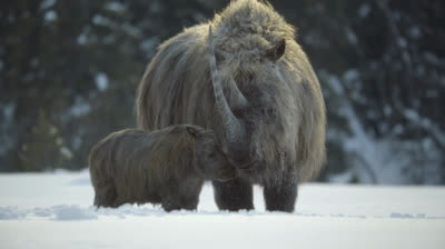 Planète préhistorique ( Saison 3 -épisode 1 ) VF