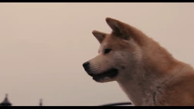 Hatchi:Richard Gere  Parker Wilson:Joan Allen  Cate Wilson