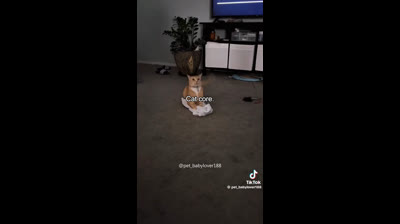 Funny cats of tiktoks