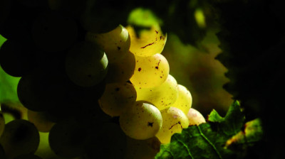 Nascetta Story: Discovery of the native white grape Nascetta in the Langhe with Nemo – Documentary