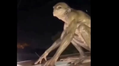 Créature non humaine ?